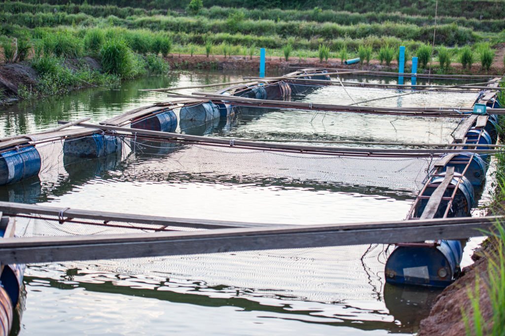 Freshwater-Farm-Tilapia-fish-farm.